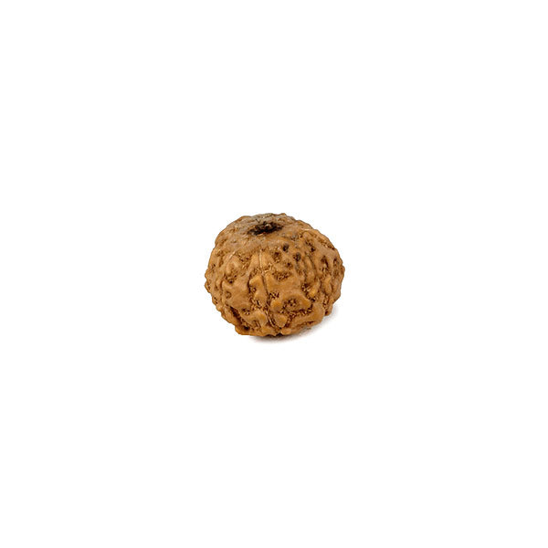 Eight Faced Rudraksha