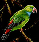 The Parrot - Velvet Painting
