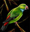 The Parrot - Velvet Painting