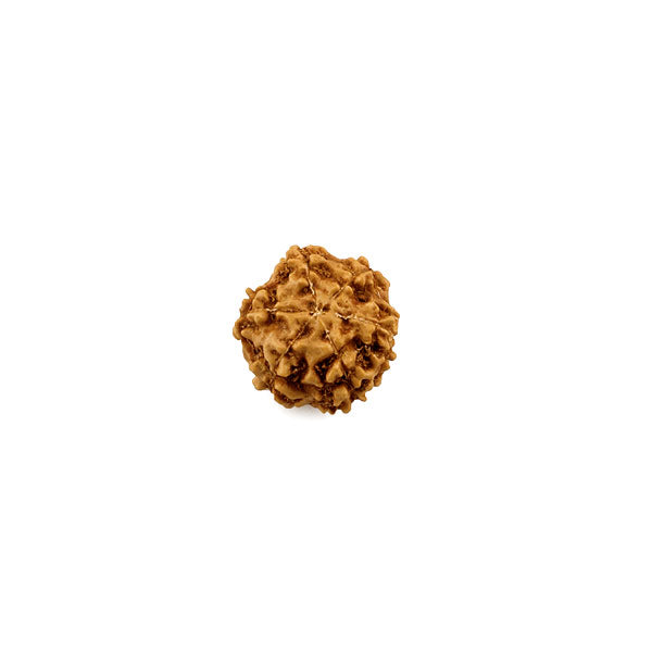 6 Face Rudraksha