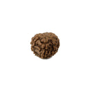 Rudraksha - 8 Faced