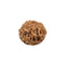 Eleven Mukhi Rudraksha Bead