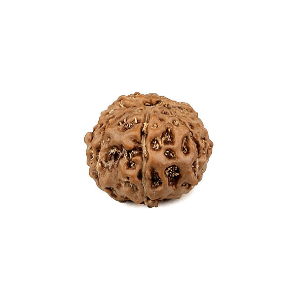 Eleven Mukhi Rudraksha Bead