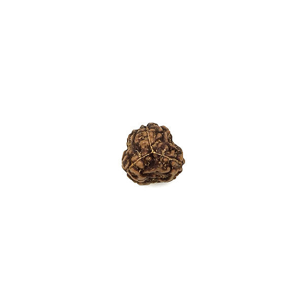 3 Faced Rudraksha