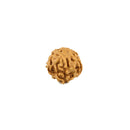 6 Mukhi Rudraksha