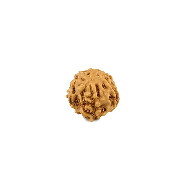 6 Mukhi Rudraksha