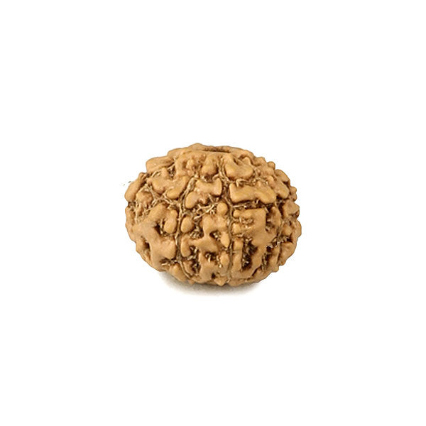 9 Mukhi (faced) Rudraksha - Indonesian Bead