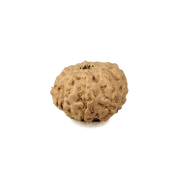 9 Mukhi Rudraksha - Indonesian Bead