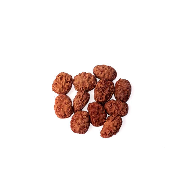 Two Mukhi Rudraksha Bead
