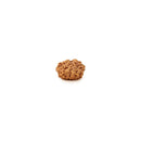 10 Mukhi Rudraksha Bead from Java