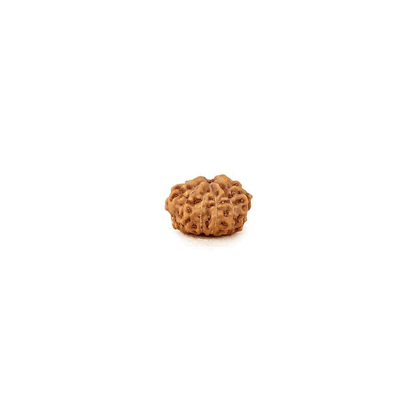 10 Mukhi Rudraksha Bead from Java