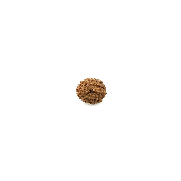 Ten Mukhi Rudraksha from Java
