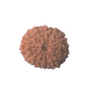 11 Faced Rudraksha Bead (code:4233)