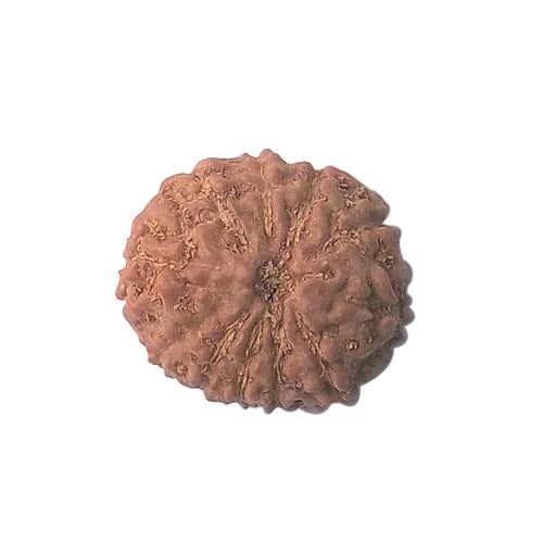 11 Faced Rudraksha Bead (code:4233)