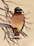 Resting Eagle - Miniature Painting
