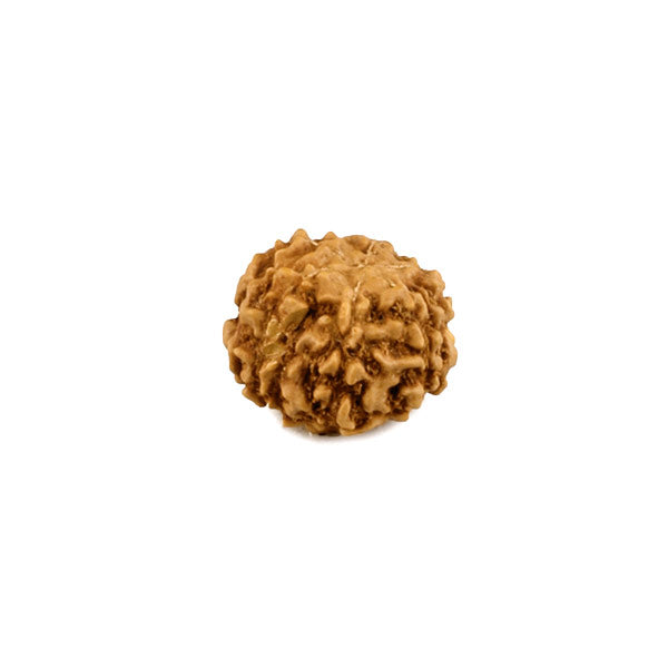 6 Mukhi Rudraksha Bead