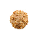 7 Mukhi Rudraksha