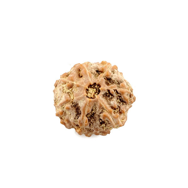 Rudraksha Bead Seven Faced