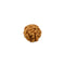 Six Mukhi Java Rudraksha