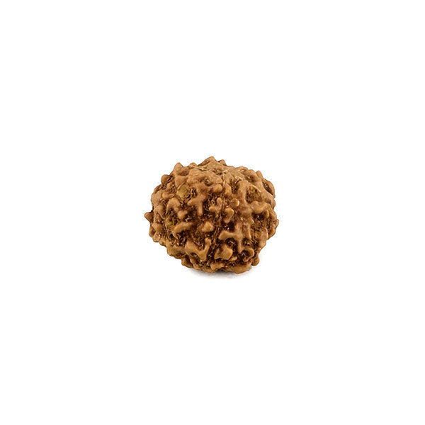 Six Faced Java Rudraksha Bead
