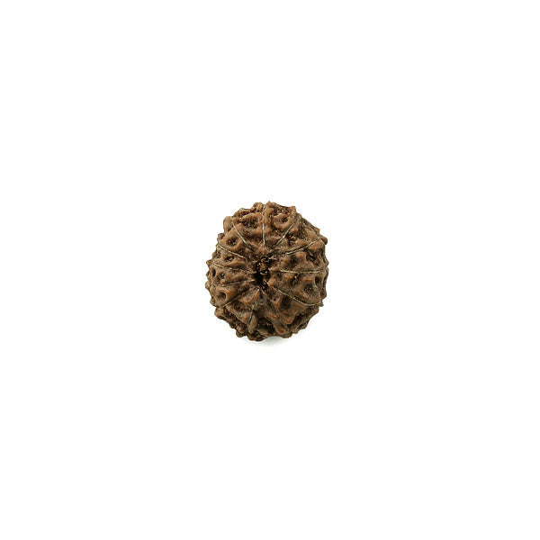 Java Rudraksha 12 Mukhi