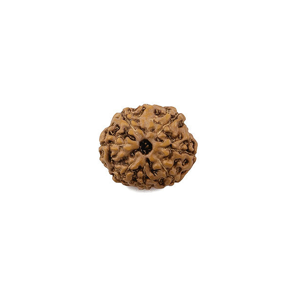 8 Mukhi Natural Rudraksha Bead