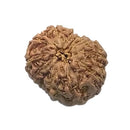 Twelve Mukhi Rudraksha Bead