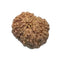 Twelve Mukhi Rudraksha Bead