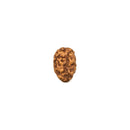 2 Faced Indonesian Rudraksha