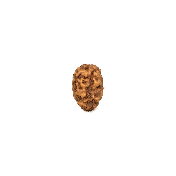 2 Faced Indonesian Rudraksha