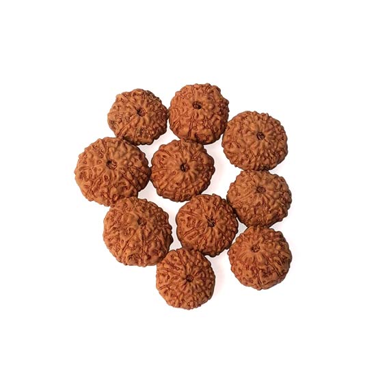 9 Mukhi Rudraksha Bead