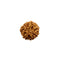 6 Mukhi Java Rudraksha Bead