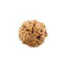 Seven Mukhi Rudraksha - Indonesian Bead