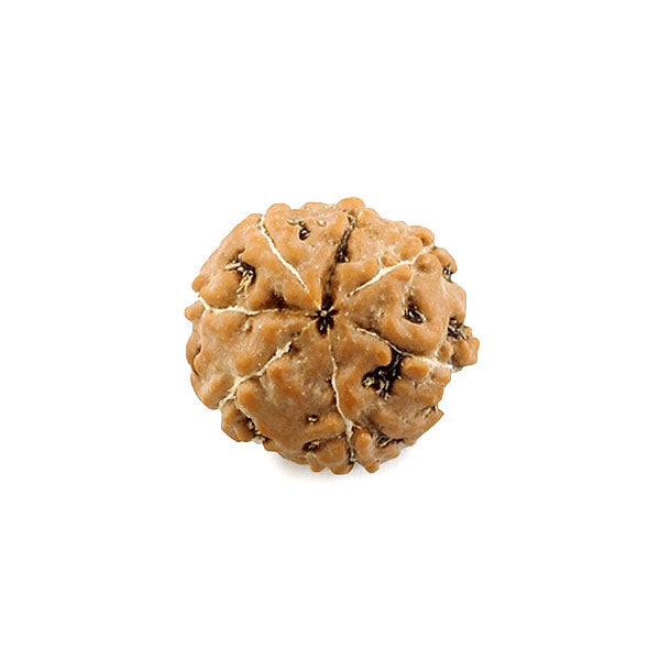 Seven Mukhi Rudraksha - Indonesian Bead