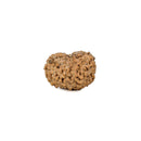 Twelve Face Rudraksha Bead