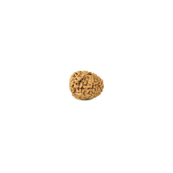 9 Mukhi Rudraksha