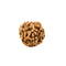 7 Mukhi Rudraksha