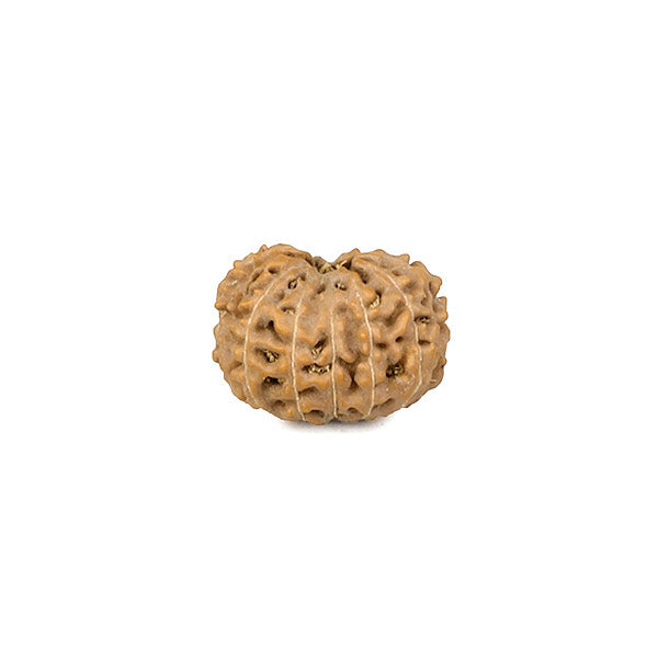 Twelve Faced Rudraksha Bead