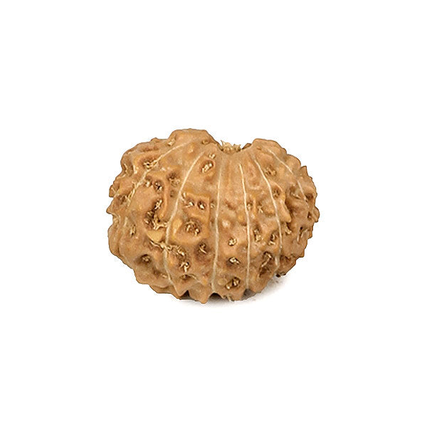 13 Mukhi Rudraksha Bead