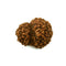 14 Mukhi Rudraksha Bead from Java