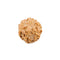 Sevan Faced Rudraksha