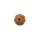 Rudraksha Bead Eight Faced