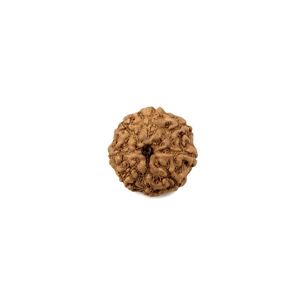 Rudraksha Bead Eight Faced