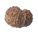 Twelve Mukhi Rudraksha Bead