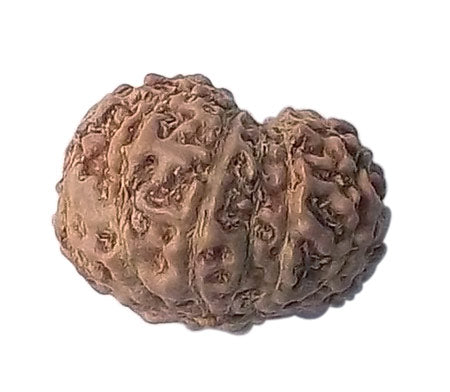 Twelve Mukhi Rudraksha Bead