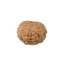 10 Mukhi Rudraksha Bead