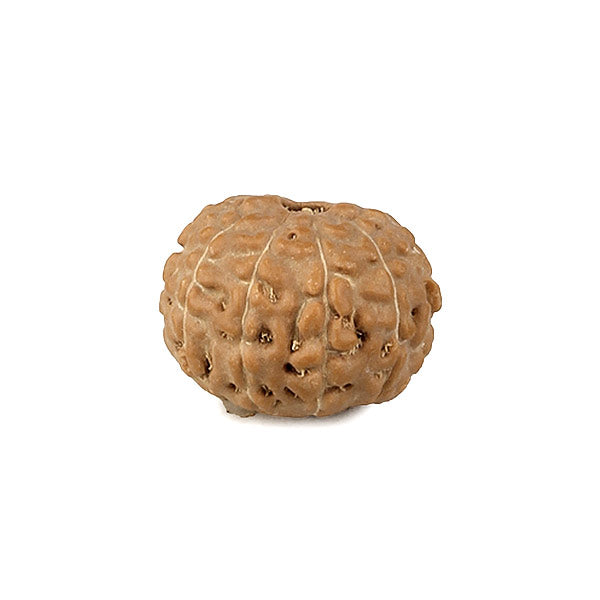 10 Mukhi Rudraksha Bead