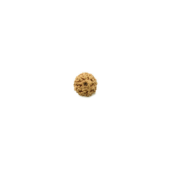 Nine Mukhi Rudraksha Bead