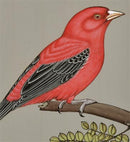 Beautiful Bird - Miniature Painting