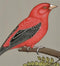 Beautiful Bird - Miniature Painting
